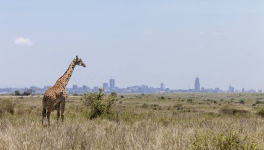 Arka planda Nairobi silueti ile Nairobi Milli Parkı Zürafa