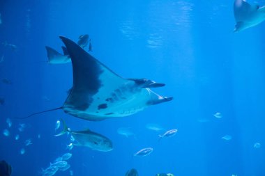 Manta ışını sualtı