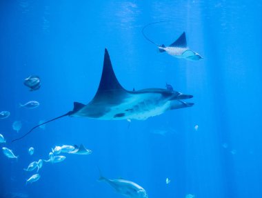 jones gap devlet parkı, seçici odak