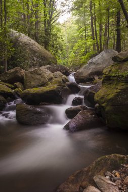 Yemyeşil ormanda Çağlayan
