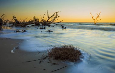 Hunting Island State Park, Güney Carolina driftwood kapsayan dalgaların zaman pozlama