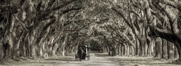 Horse drawn carriage driving down row of oaks on Southern plantation, old time photo.