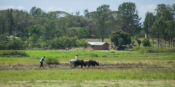 Kimunye Kenya September 2014 Oidentifierade Bönder Plöjer Ett Fält Med — Stockfoto