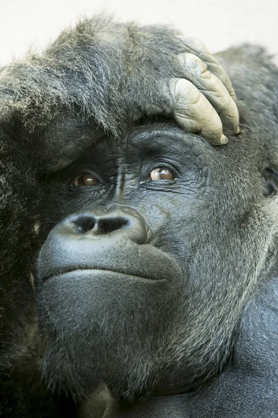 Portrait of gorilla with hand on head in Columbia Zoo, Columbia, South Carolina, USA