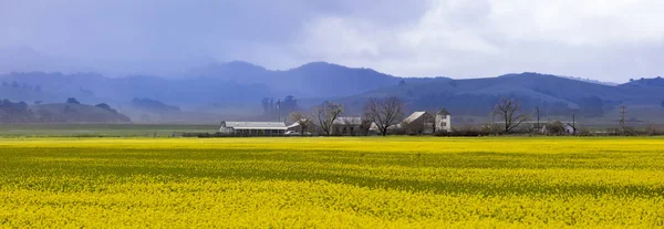 Красива Панорама долини Напа, Каліфорнія з полем кричати — стокове фото