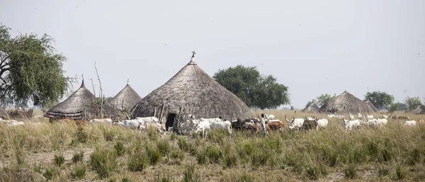 Cattle herder, South Sudan — Stock Photo, Image