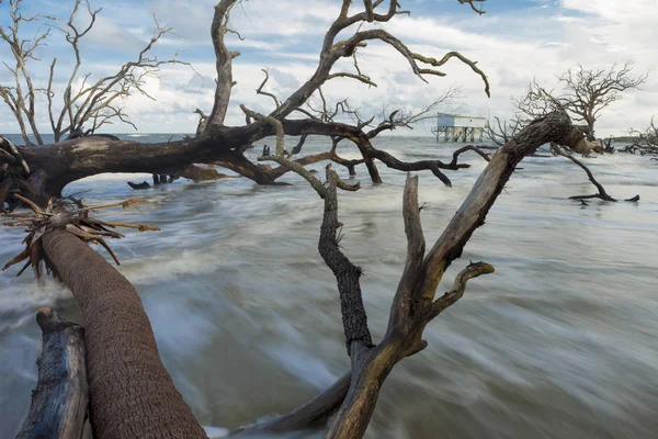 美国南卡罗来纳州狩猎岛州立公园洪水和死树景观 — 图库照片