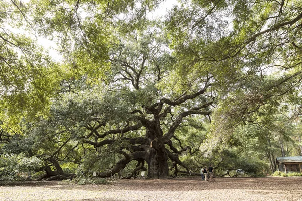 Quercia Angelo Vicino Charleston Carolina Del Sud — Foto Stock