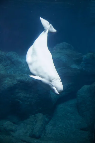 Beluga buceo ballena —  Fotos de Stock