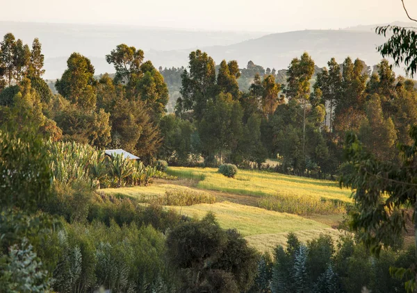 Idylliskt Gårds Landskap Etiopien — Stockfoto