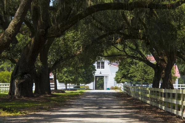 Southern Plantation Rows Live Oaks Barn — Stock Photo, Image