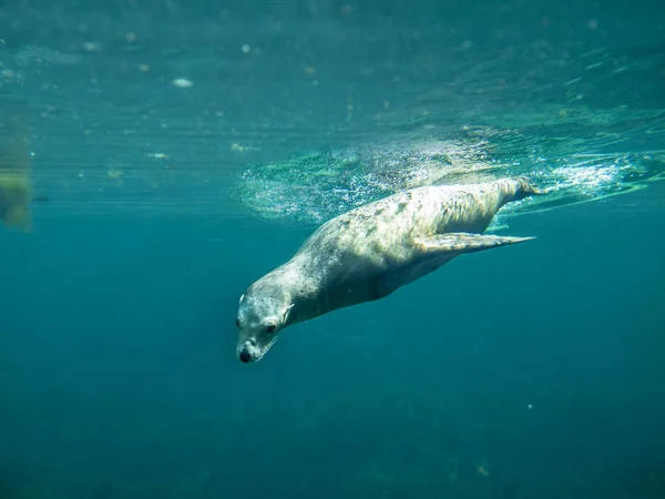 カリフォルニアアシカの水中ダイビング — ストック写真