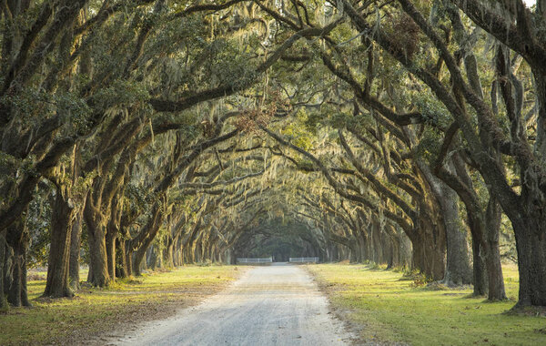 Long avenue of oaks