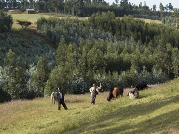 Addis Ababa Éthiopie Circa Novembre 2014 Bergers Vaches Locaux Dans — Photo