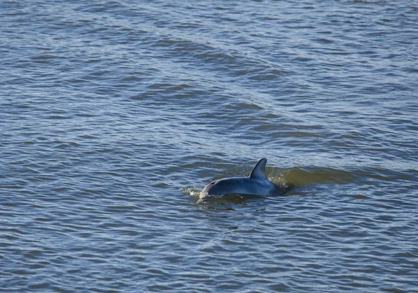 Дикий Дельфин Южной Каролине — стоковое фото