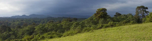 180 graden panorama van bos in Kenia — Stockfoto