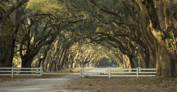 Avenue of oaks in deep south — Stock Photo, Image