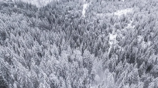 Aerial view of snow covered forest in the Sierra Nevada mountains of California.