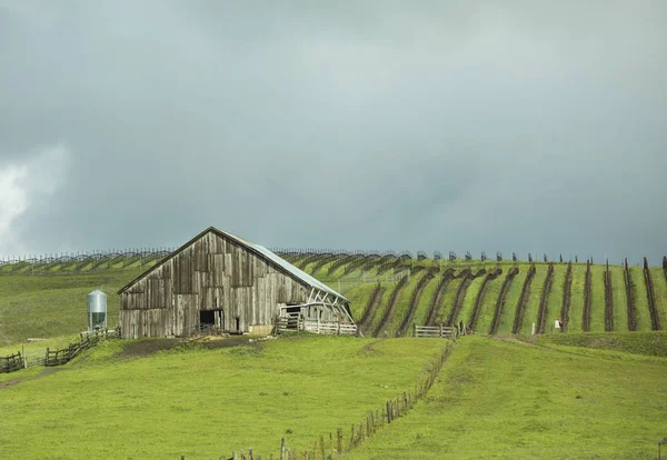 Napa Valley Selectieve Focus — Stockfoto