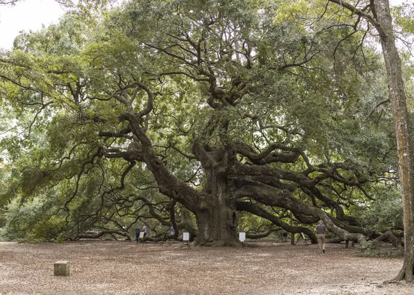 Charleston Güney Carolina Abd Ekim 2016 Charleston Parkında Büyüyen Büyük — Stok fotoğraf