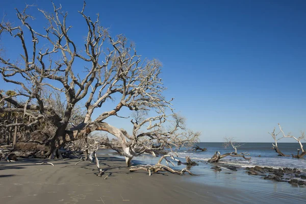 Dead Trees Falling Ocean South Carolina — Stock Photo, Image