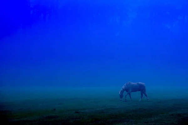 Caballo Pastando Por Noche Niebla Espacio Para Texto Espacio Negativo —  Fotos de Stock