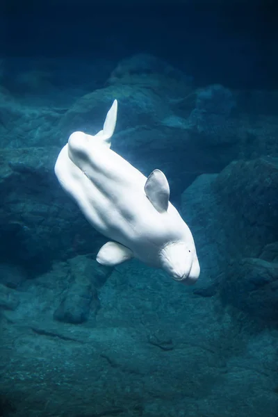 벨루가 고래 다이빙 — 스톡 사진