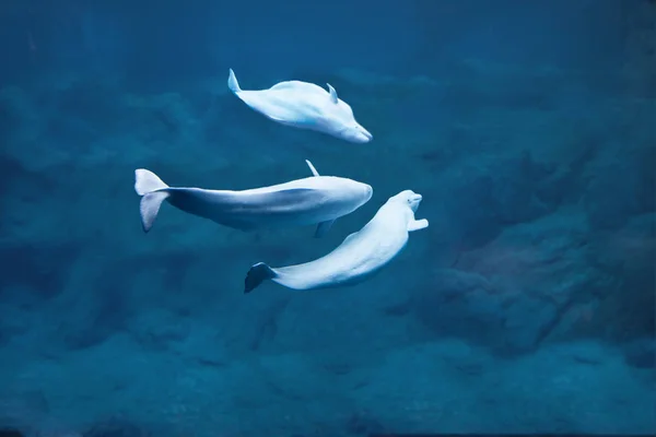 Três Baleias Beluga Mergulhando Águas Escuras Profundas — Fotografia de Stock