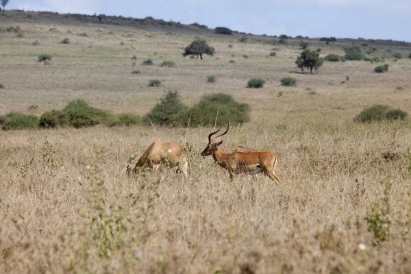 Impalas Sauvages Dans Parc National Nairobi — Photo