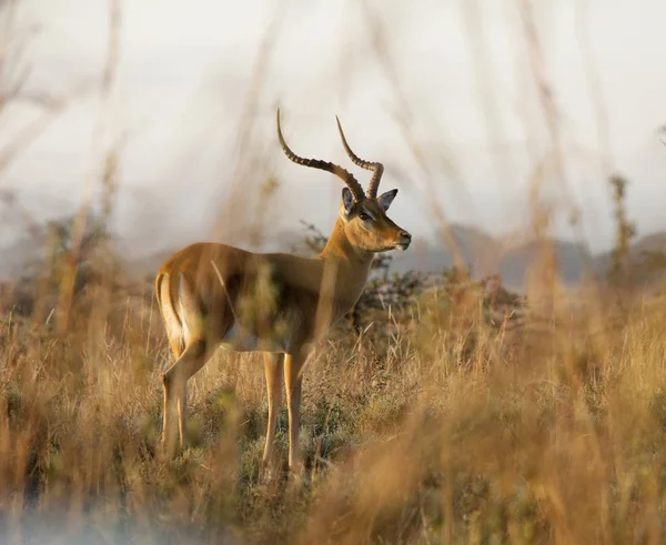 Impala Parque Nacional Nairobi Amanhecer — Fotografia de Stock