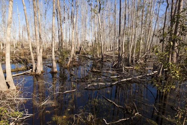 Floresta Inundada Natural Com Árvores Altas Água Lago Perto Crystal — Fotografia de Stock