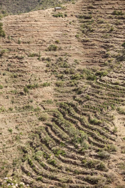 Terreni Agricoli Terrazzati Secchi Etiopia Coltivazione Qat — Foto Stock