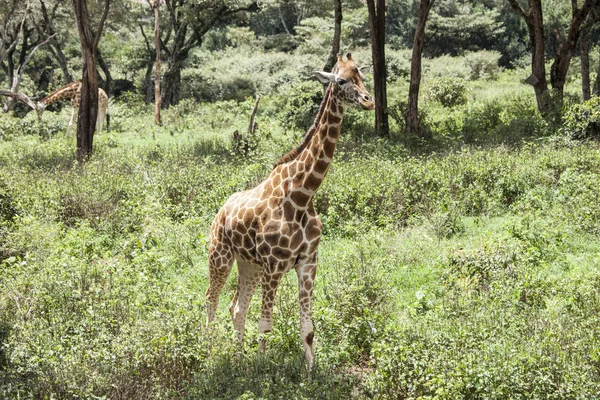 Vad Zsiráf Erdőben Kenyában — Stock Fotó