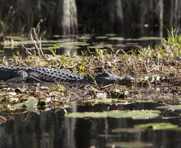 Alligator d'Amérique dans l'habitat naturel — Photo