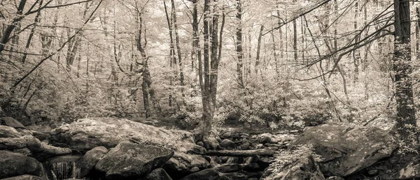 Foto infrarroja del bosque — Foto de Stock
