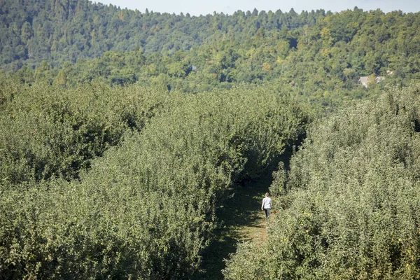 Hombre Caminando Entre Filas Manzanos Carolina Del Norte —  Fotos de Stock