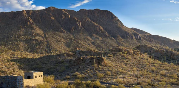 Sonora Pustynia Zachód Tucson Arizona — Zdjęcie stockowe