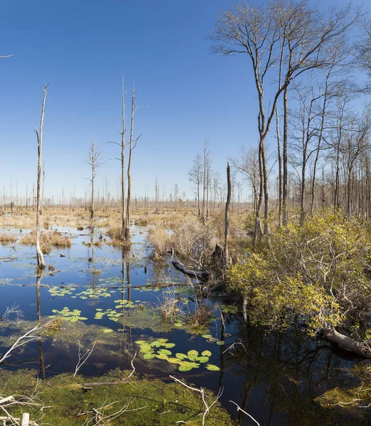 Okefenokee bataklığı — Stok fotoğraf