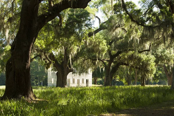 Querce Vive Rovine Nel Profondo Sud Americano — Foto Stock