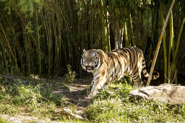 Tiger spaziert aus dunklem Bambuswald — Stockfoto