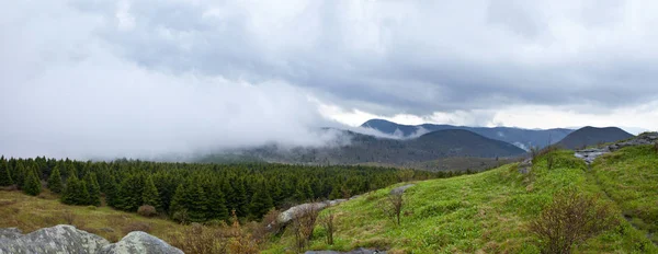 Dimmigt väder skog Panorama — Stockfoto