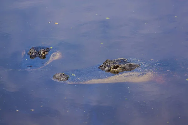 两条鳄鱼大多被淹没在水中 — 图库照片