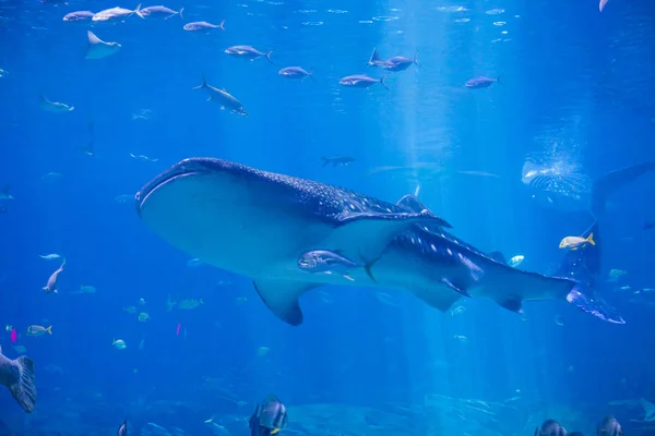 Плавание китовых акул — стоковое фото