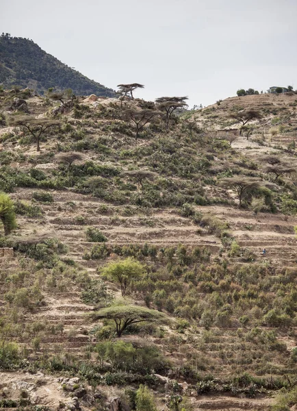 Терасові Землі Сході Ефіопії Біля Сомалі Росте Qat Стимулятор — стокове фото