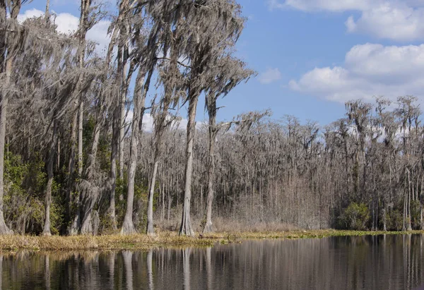 Bäume und Wasser im Okefenokee-Sumpf — Stockfoto