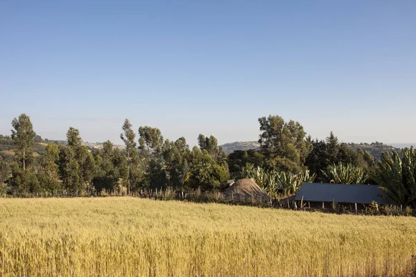 Bondgård Med Spannmål Oromia Etiopien — Stockfoto