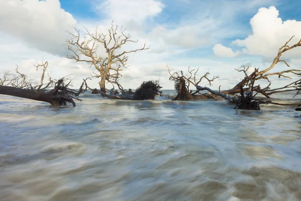 Arbres Tombés Couverts Eau Vive Provenant Des Marées — Photo