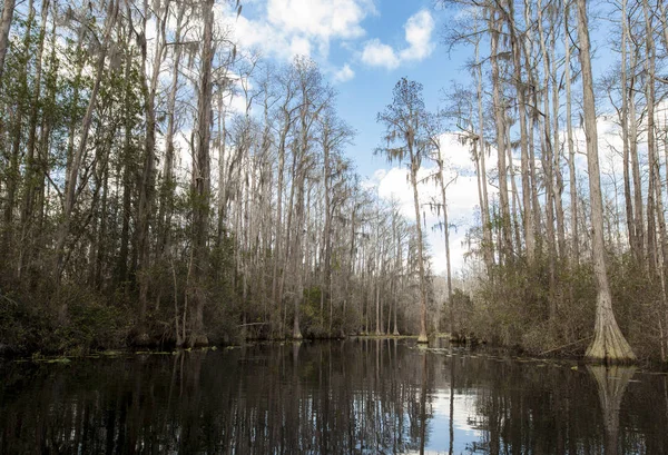 Natürliche Überflutete Wälder Mit Hohen Bäumen Seewasser Der Nähe Von — Stockfoto