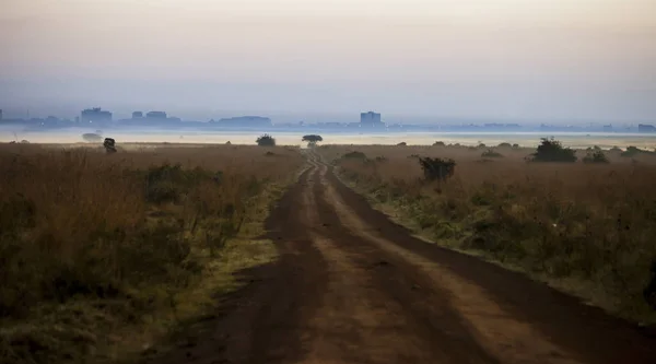 Şafak Tan Önce Nairobi Doğru Giden Nairobi Milli Parkı Ndan — Stok fotoğraf