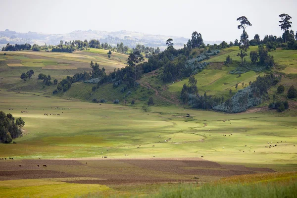 Farms Animals Mountains Ethiopia — Stock Photo, Image